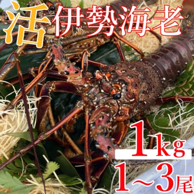 室戸市産活伊勢海老　1kg　レシピ、軍手付き　伊勢海老1000g
