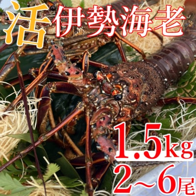 【先行予約】室戸市産活伊勢海老　1.5kg　レシピ、軍手付き