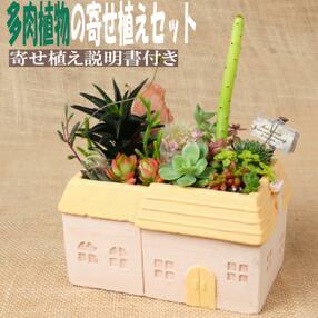 多肉植物の寄せ植えセット(メゾンレクトポット)長屋根