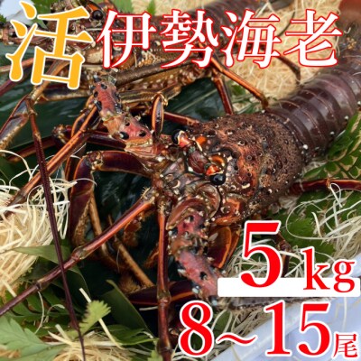 【先行予約】室戸市産活伊勢海老　5kg　レシピ、軍手、キッチンバサミ付き　5000g