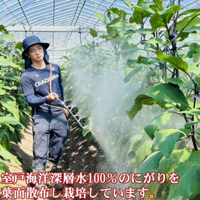 【定期便6回発送】農家直送　土佐の美味茄子の新鮮ナス　2.5kg　(室戸海洋深層水にがり使用)