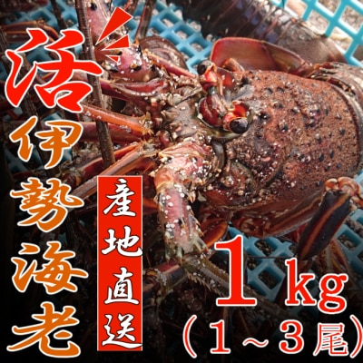 【捌き方レシピ・軍手付き】活きイセエビ漁師直送!!1㎏以上(1～3尾、2～3人前)