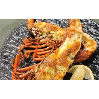 【捌き方レシピ・軍手付き】活きイセエビ漁師直送!!1.5㎏以上(2～4尾、3～4人前)