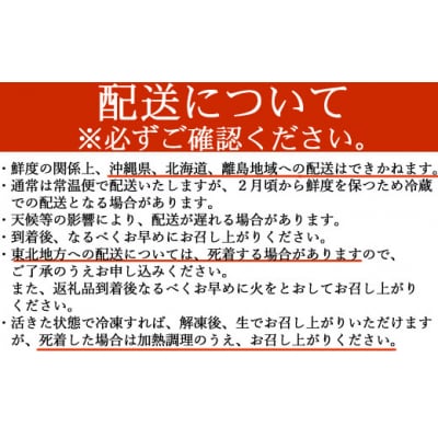 【捌き方レシピ・軍手付き】活きイセエビ漁師直送!!1.5㎏以上(2～4尾、3～4人前)