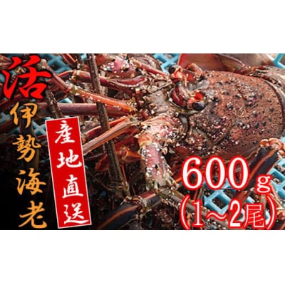 【捌き方レシピ・軍手付き】活きイセエビ漁師直送!!600g以上(1～2尾、1~2人前)