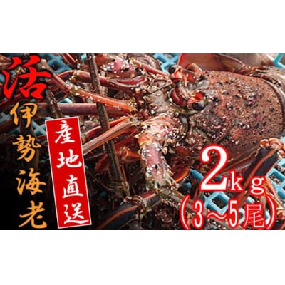 【捌き方レシピ・軍手付き】活きイセエビ漁師直送!!2㎏以上(3～5尾、4～5人前)