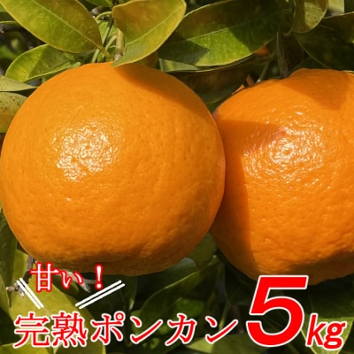 【2月上旬より出荷】 越年 完熟 室戸 ポンカン  【5kg】