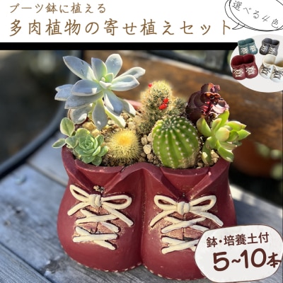 ブーツ鉢に植える! 多肉植物の寄せ植えセット (両足) 多肉植物5本～10本入り