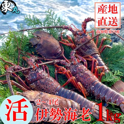 活き伊勢海老 1kg (2～4尾)