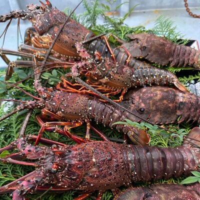 活き伊勢海老 1kg (2～4尾)