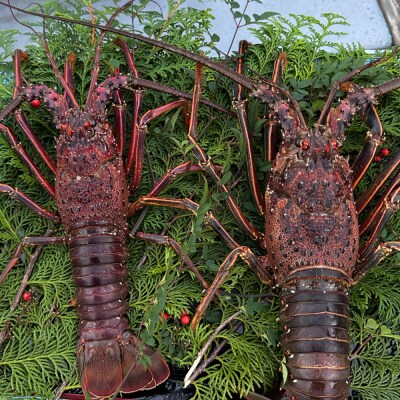 活き伊勢海老 1kg (2～4尾)