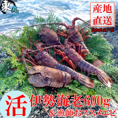 【漁師直送】活き伊勢海老 と 活きタビエビセット