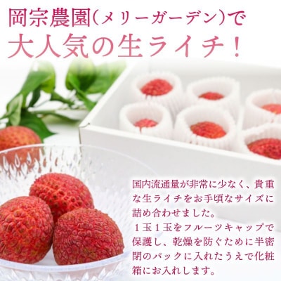 【先行受付!令和8年6月中旬頃より発送】お試しパック 生ライチ 国産 ライチ 果物