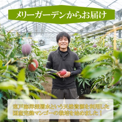 【先行受付】 完熟マンゴー 2～3玉入り アップルマンゴー 室戸海洋深層水使用