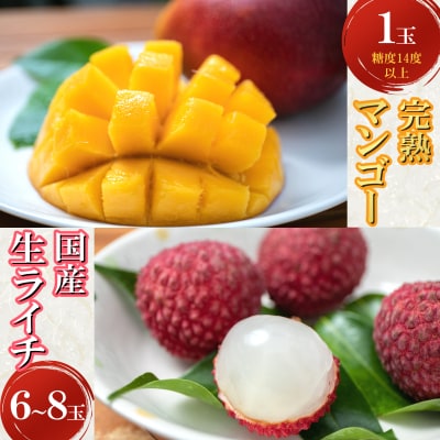 【令和8年6月上旬ごろより発送】完熟マンゴーと生ライチのセット マンゴー 1玉 生ライチ 6～8玉入