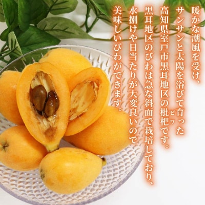 【先行予約・訳あり】黒耳びわ 大小混合 12～20玉 季節の旬のフルーツ 高知県室戸市