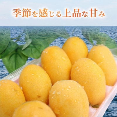 【先行予約・数量限定】黒耳びわ 16～20玉(小粒・中粒) 季節の旬のフルーツ 高知県室戸市