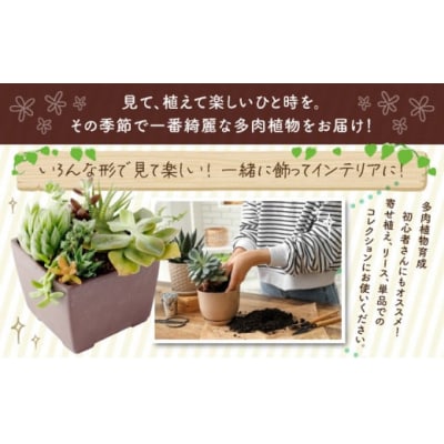 多肉植物の小苗30本セット(30種アソート)_sh016