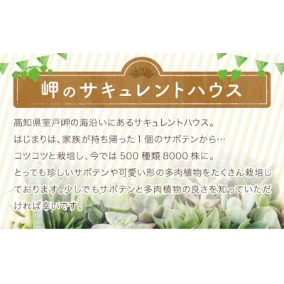 多肉植物の小苗30本セット(30種アソート)_sh016