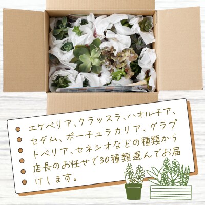 多肉植物の小苗30本セット(30種アソート)_sh016