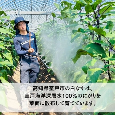 【訳あり】 農家直送 白茄子 土佐の美味茄子の新鮮ナス 8本 2kg 野菜 なす ナス 常温 小袋 