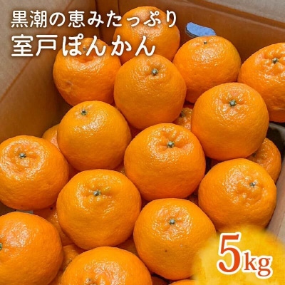 室戸ぽんかん　LLサイズ　5kg　優品