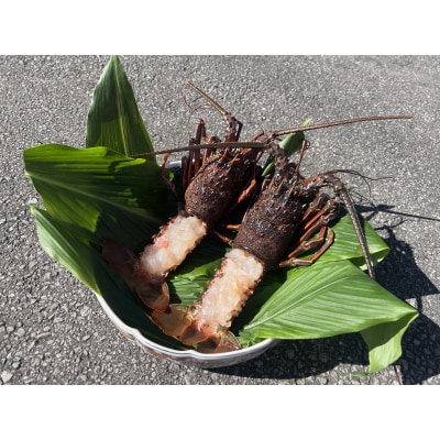 伊勢海老 冷凍 1kg 凍眠冷凍 