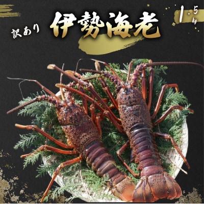【訳あり】活 伊勢海老 訳あり 1.5kg(5匹+タビエビ) 冷蔵