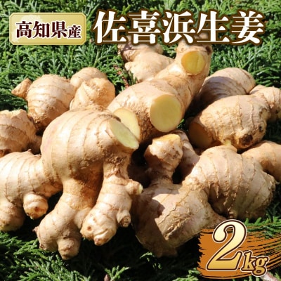 国産 佐喜浜生姜 約2kg 生姜