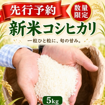 【指定日配送OK!】令和8年産とれたて新米コシヒカリ5kg