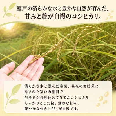【指定日配送OK!】令和8年産とれたて新米コシヒカリ5kg
