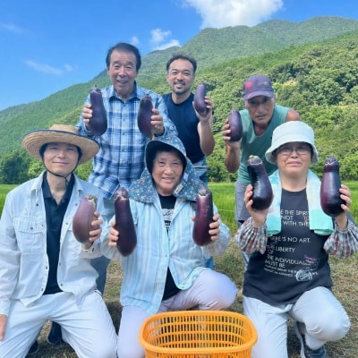 【伝統野菜 ぼたなす 秀品 1.5㎏ 】とろける食感の大きなナス
