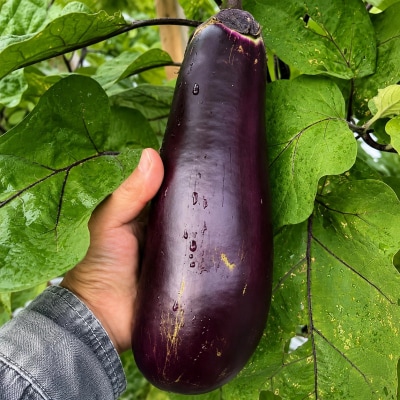 訳アリ品【伝統野菜 ぼたなす 訳あり 2㎏ 】とろける食感の大きなナス
