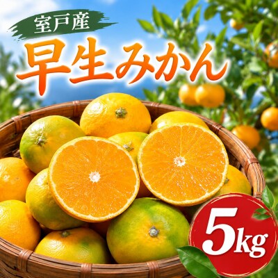 【先行予約】早生みかん 秀品 5kg 甘みとほどよい酸味が特徴の人気のミカン