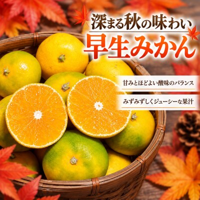 【先行予約】早生みかん 秀品 5kg 甘みとほどよい酸味が特徴の人気のミカン