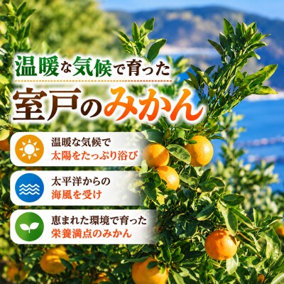 【訳アリ 先行予約】早生みかん 訳あり 5kg 甘みとほどよい酸味が特徴の人気のミカン