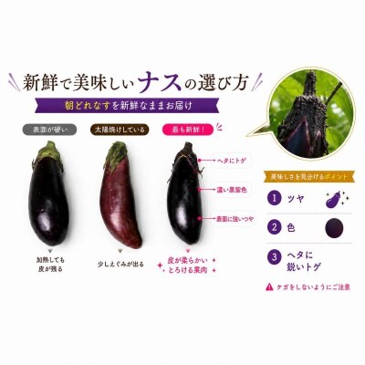 【スピード発送】朝どれナス 1.5kg 室戸の茄子「竜馬」を新鮮なまま産直お届け