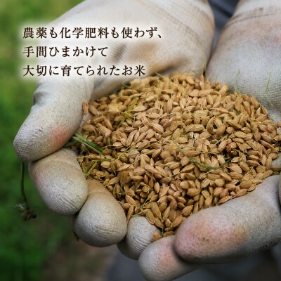 有機JAS認証米 白米 5kg 令和7年度産 佐喜浜米