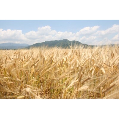 ソフトバンクホークスファン必見!【テレQコラボ】いざゆけホークス　天盃麦焼酎