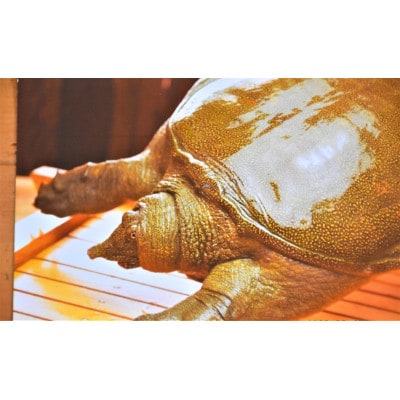 すっぽん卵黄はちみつ漬け2個セット