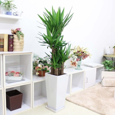 【2026年1月下旬発送】青年の木(ユッカ) 9号 ホワイト陶器鉢　Zタイプ