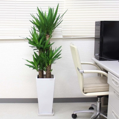 【2026年1月下旬発送】青年の木(ユッカ) 9号 ホワイト陶器鉢　Zタイプ