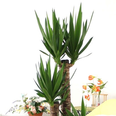 【2026年1月下旬発送】青年の木(ユッカ) 9号 ホワイト陶器鉢　Zタイプ