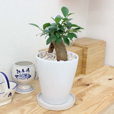 幸せを見守る樹 ガジュマル 5号 ホワイト陶器鉢 丸ロング 高さ:約20cm～30cm内外