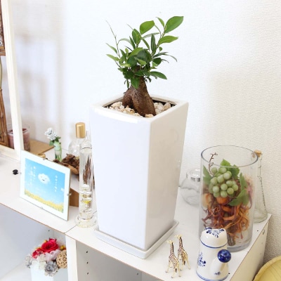 幸せを見守る樹 ガジュマル 6号 スクエア陶器鉢 ストレート 高さ 約40cm 55cm内外 お礼品詳細 ふるさと納税なら さとふる 幸せを見守る樹 ガジュマル 6号 スクエア陶器鉢 ストレート 高さ 約40cm 55cm内外 お礼品詳細 ふるさと納税なら さとふる