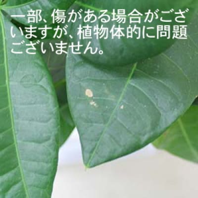 パキラ 8号 ホワイトバスケット鉢カバー 土の表面:ウッドチップ
