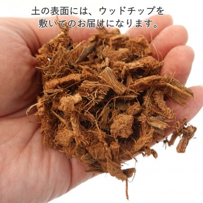 コーヒーの木 5号 ホワイト陶器鉢 丸ロング 土の表面:ウッドチップ