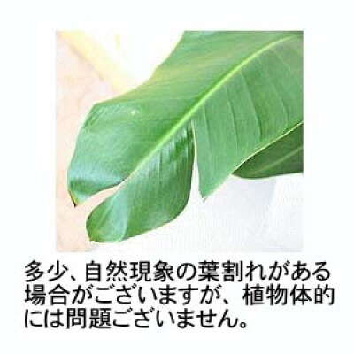 オーガスタ 8号 ブラウンバスケット鉢カバー 土の表面:ウッドチップ