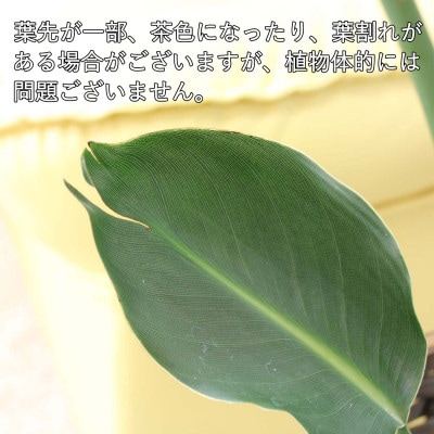 ストレリチア レギネ 8号 ホワイトスクエア陶器鉢 Gタイプ 土の表面:ウッドチップ