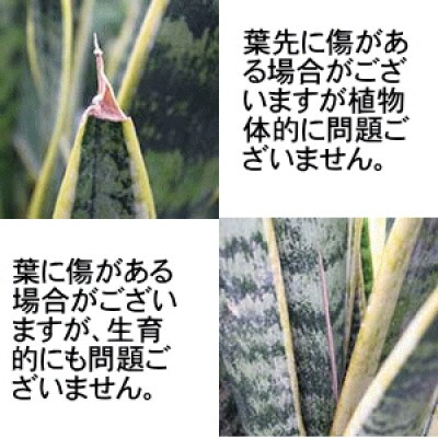 サンスベリア 7号+ブラウンバスケット鉢カバー 土の表面:ウッドチップ